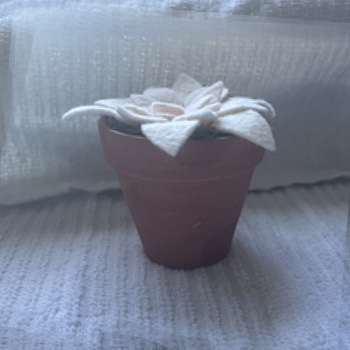 For one of my complex objects I thought this felt flower pot would be good, I like the shapes and I feel like it's acheivable.